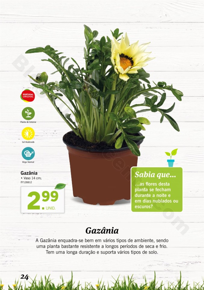 Mercado-de-Plantas-A-partir-de-04.04-01_023.jpg