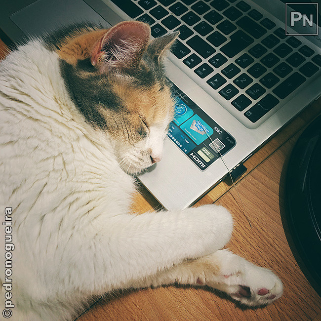 Jul_2020_048b 650px.jpg