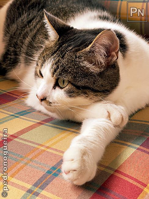 Jul_2025_006 650px.jpg