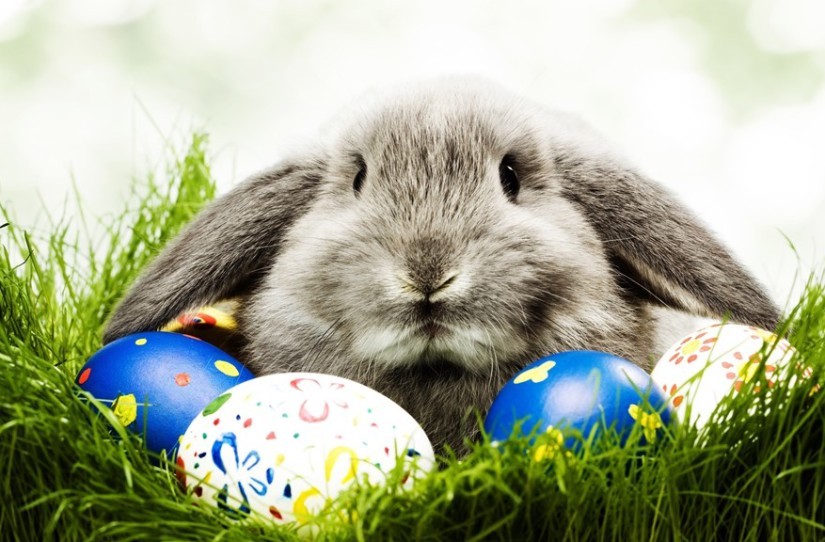 coelho-pascoa-825x542.jpg coelho-pascoa-825x542.jpg