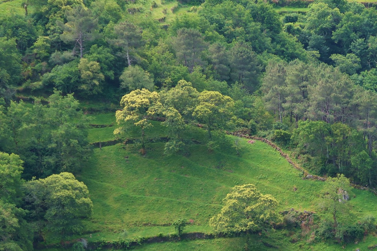 2017-06-03 Sistelo 075.jpg