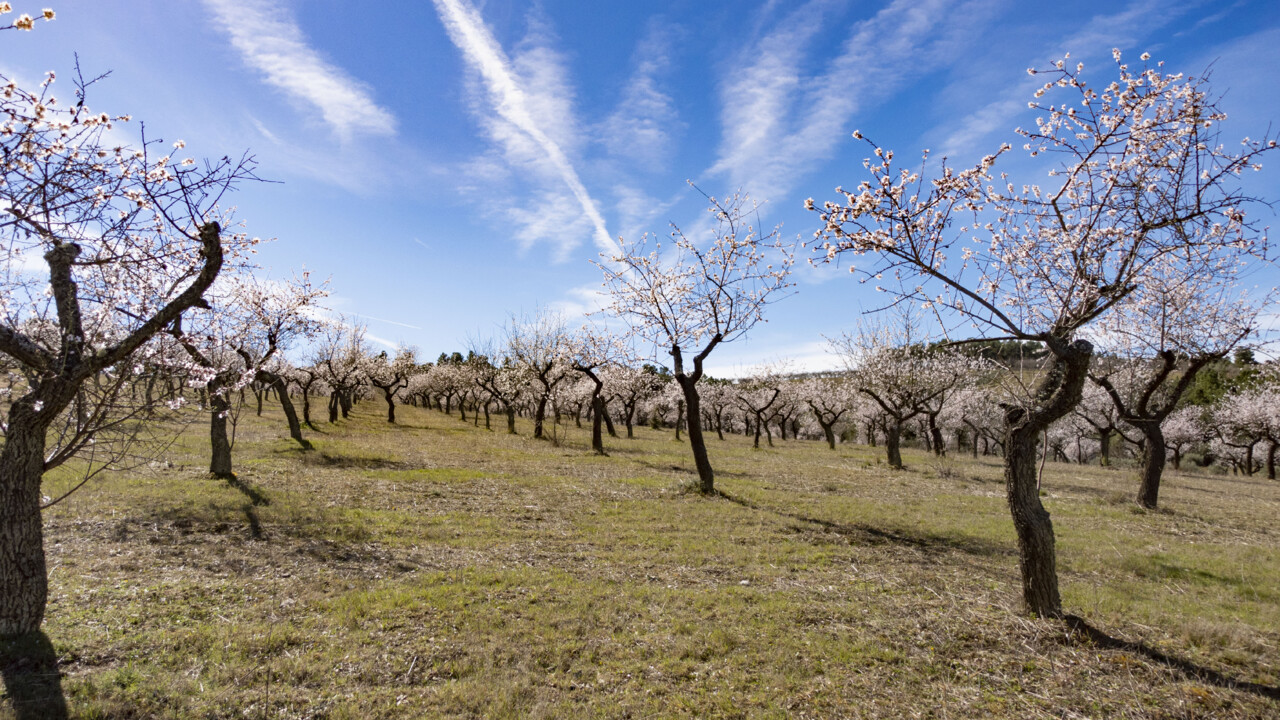 Amendoeiras fev_2022 04.jpg
