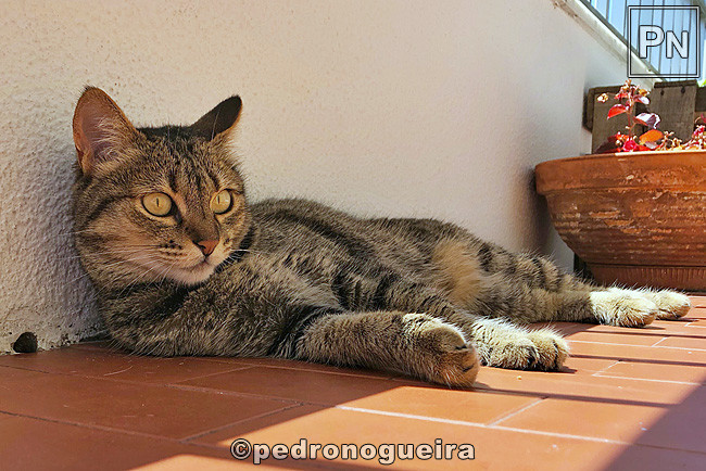 Jul_2019_093c 650px.jpg