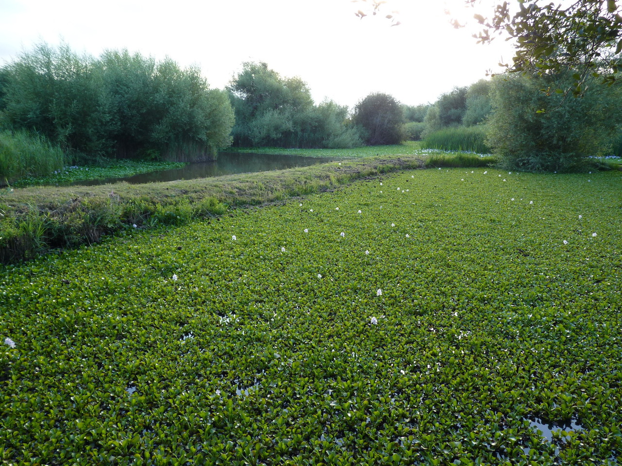 Pateira de Fermentelos (1).JPG