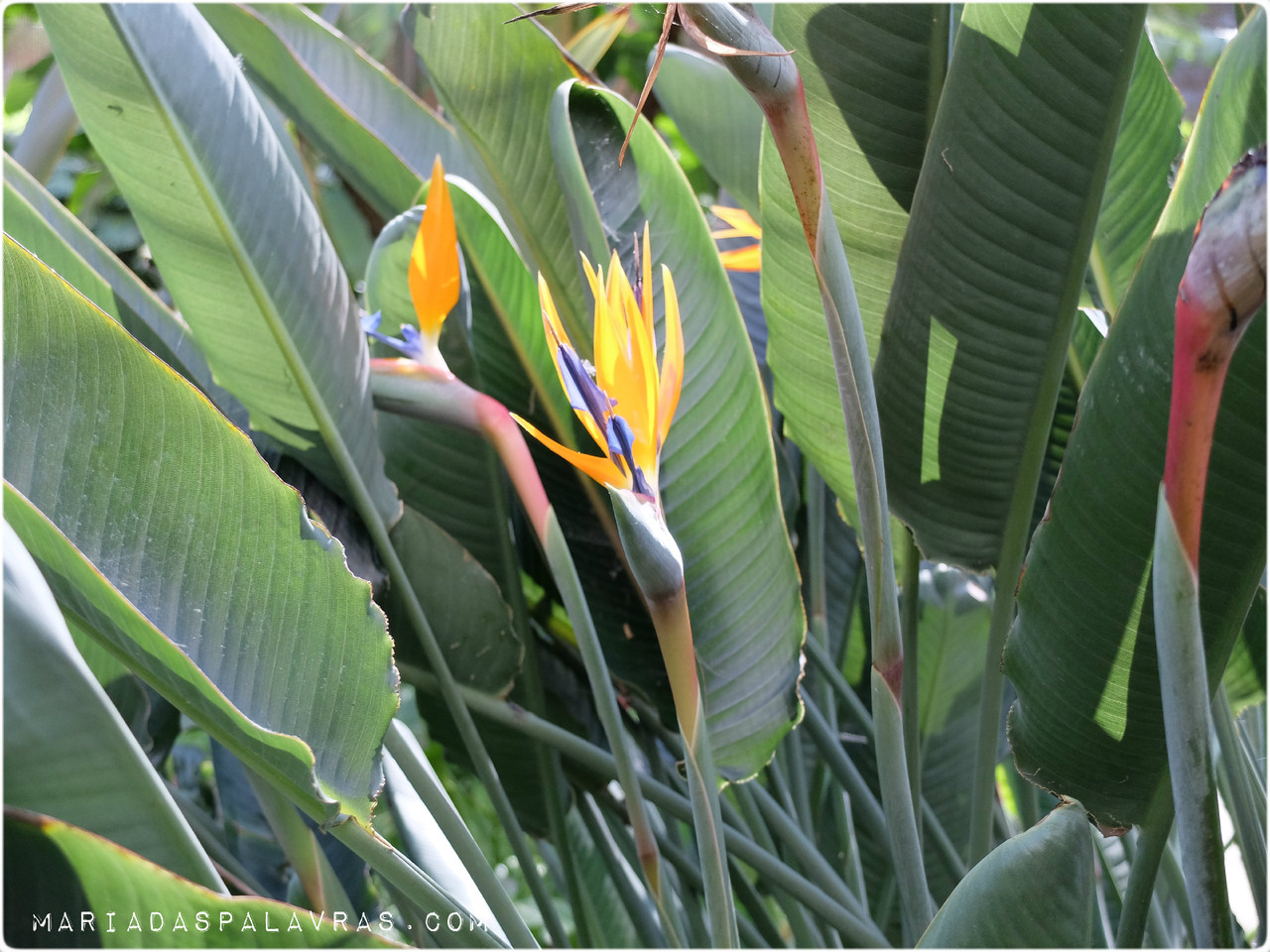 estufafria9.jpg estufafria9.jpg