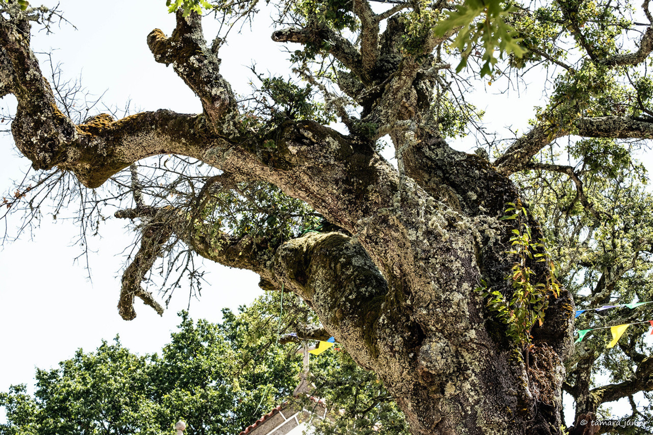 2017.- Montalegre (166).jpg