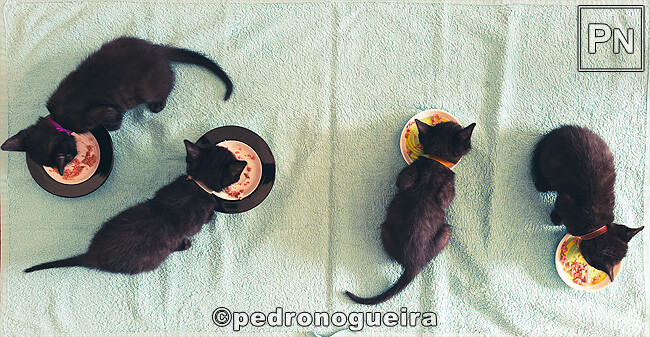 Set_2025_001 650px.jpg