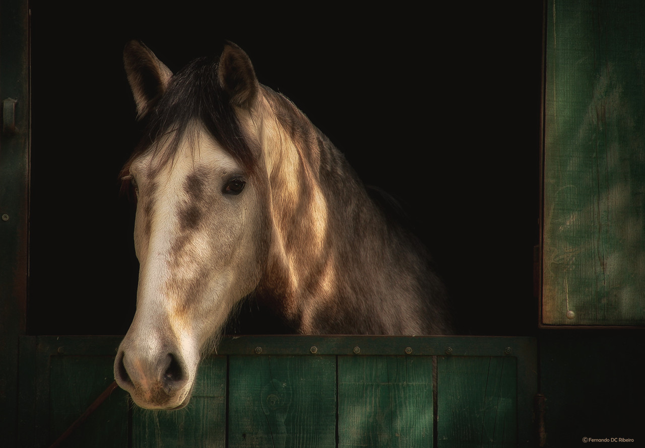 1600-serra-estrela 299.jpg 1600-serra-estrela 299.jpg