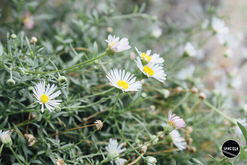 Tapada_da_Ajuda_Lisboa-001583.jpg Tapada_da_Ajuda_Lisboa-001583.jpg