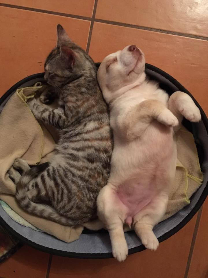 15747813_10154276280656985_9057994490847616910_n.j 15747813_10154276280656985_9057994490847616910_n.j