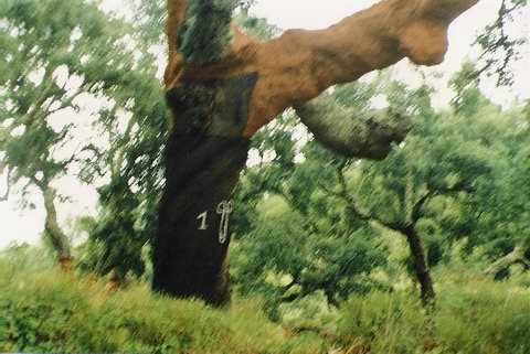 Zé Bastos — © MCV