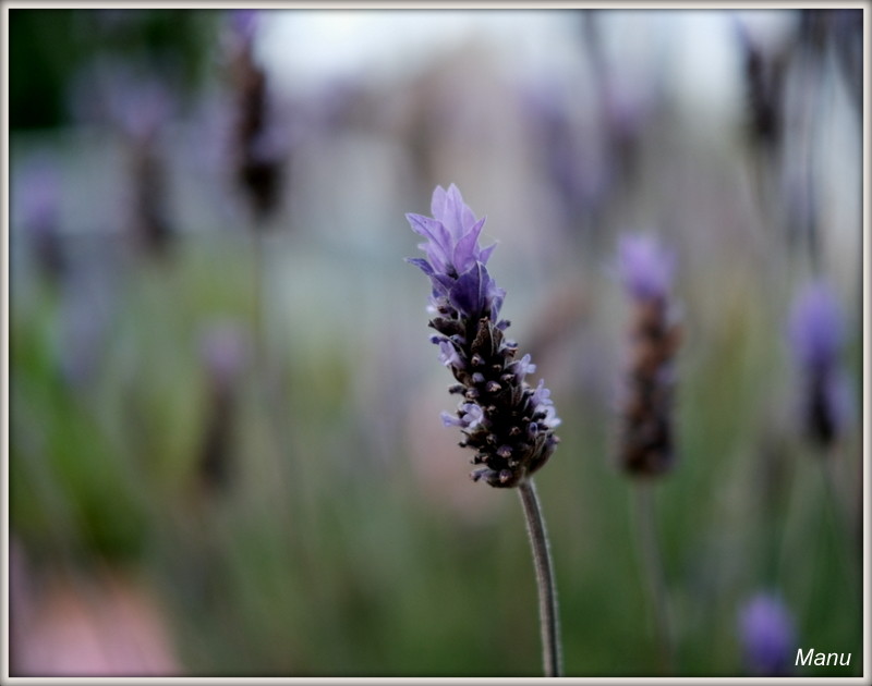 DSCF8131.JPG DSCF8131.JPG