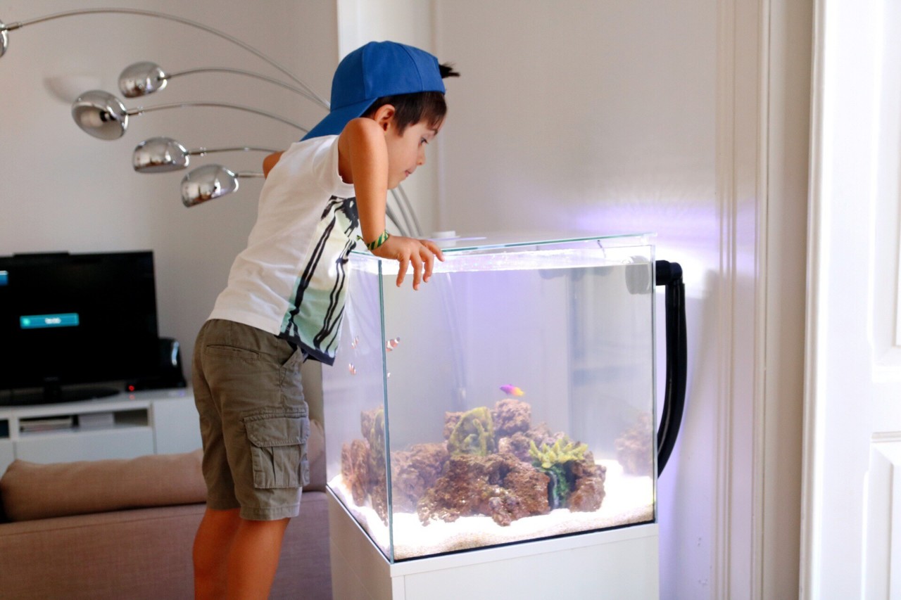 peixe de água salgada, tropical marine center