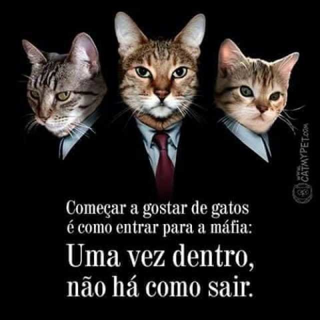 Os gatos é que mandam em nós! - Clube de Gatos do Sapo