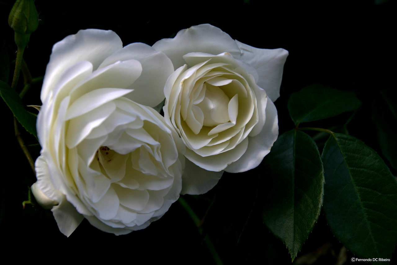 (2444).jpg (2444).jpg