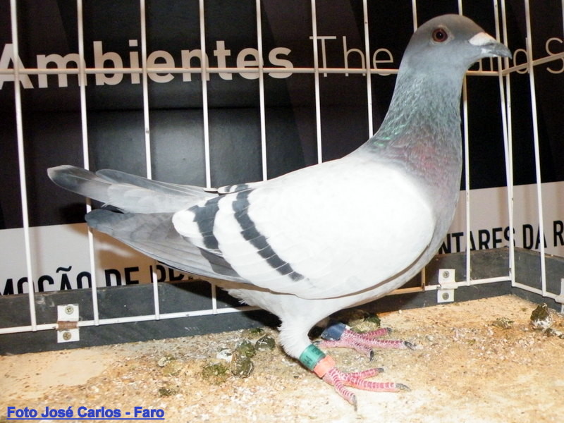 Feira Ibérica Beja 2018 012.JPG Feira Ibérica Beja 2018 012.JPG