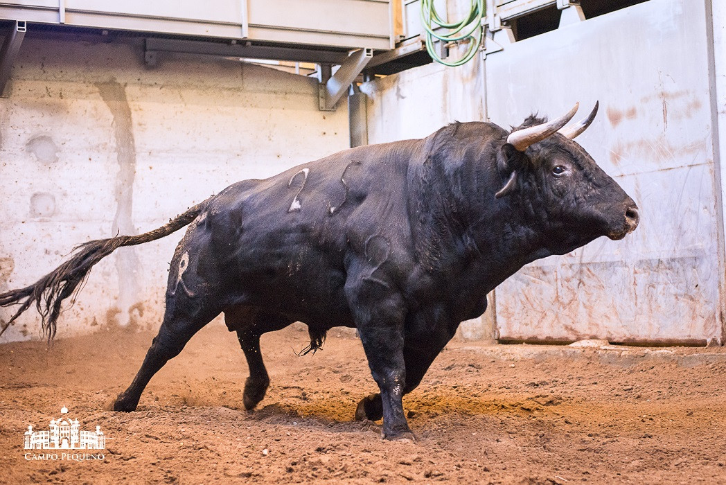 Nome_Danzador -Pelagem_Preto Mulato -Data Nascimen