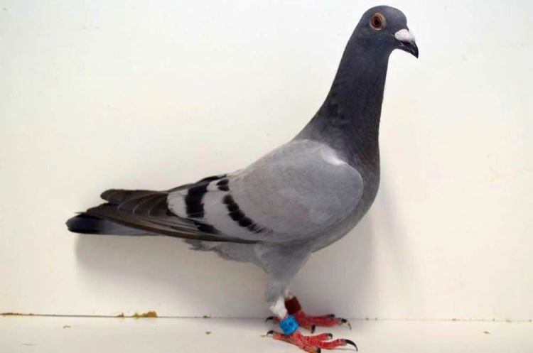 009415-16.jpg 009415-16.jpg