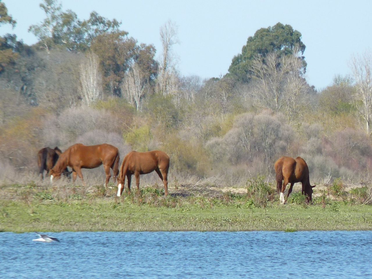 Passeio de barco (16).JPG