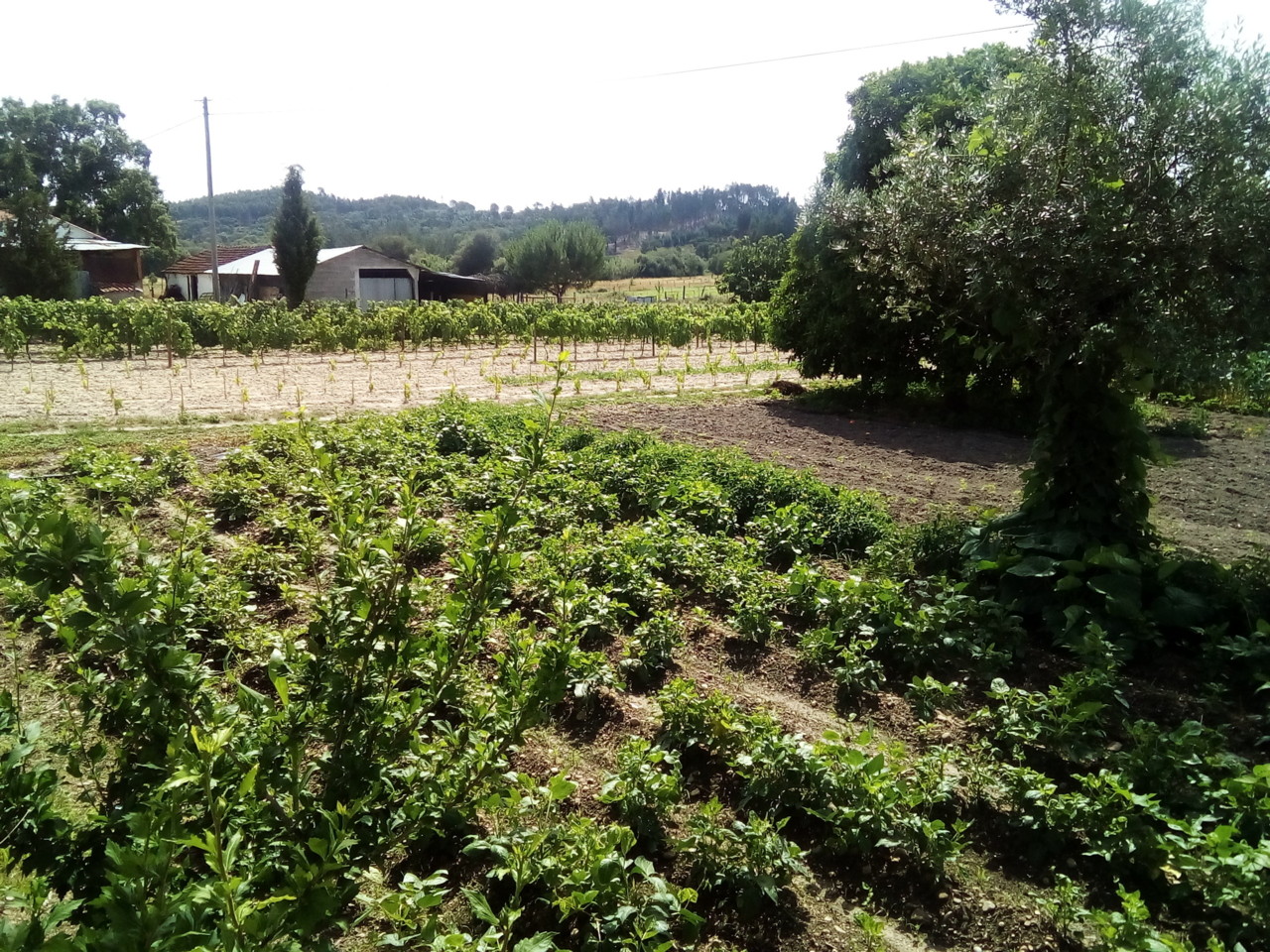 IMG_20180627_111428.jpg IMG_20180627_111428.jpg