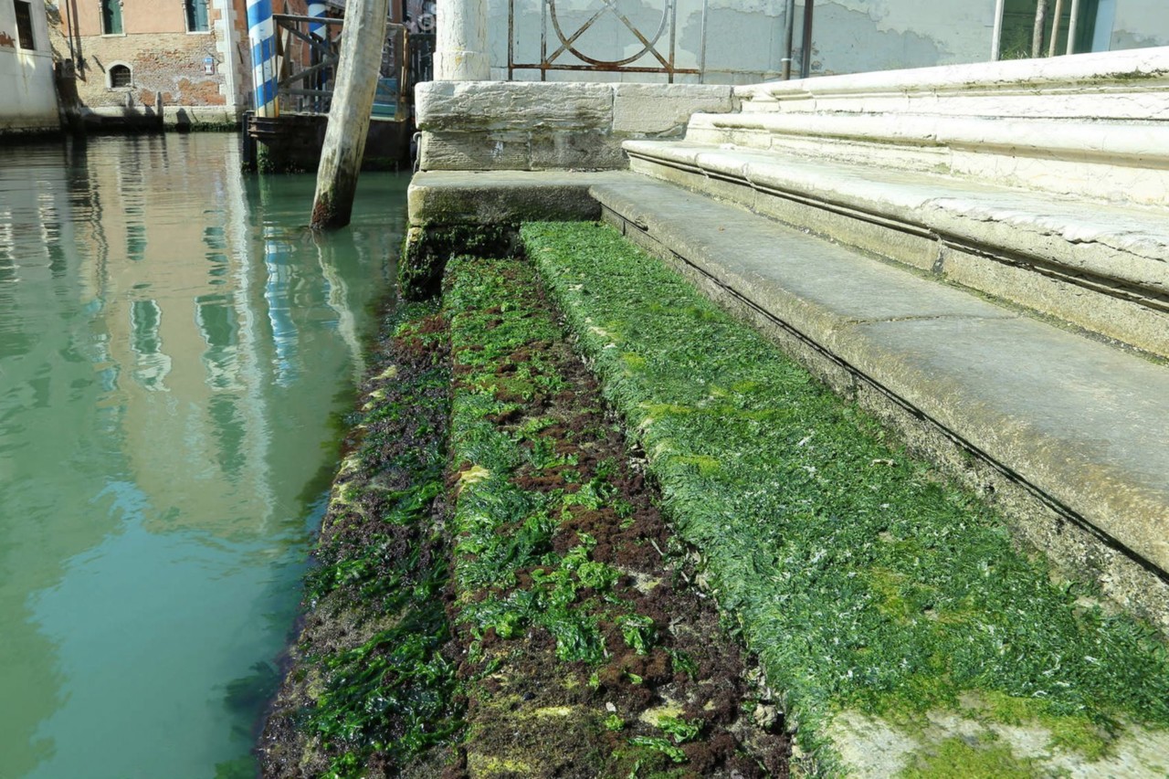 from-venice-with-algae-pablo-dorigo-sempere-design