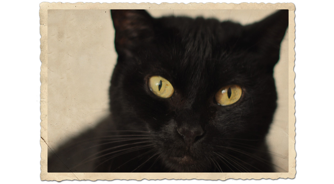 Kuki - A Minha Companheira de Vida