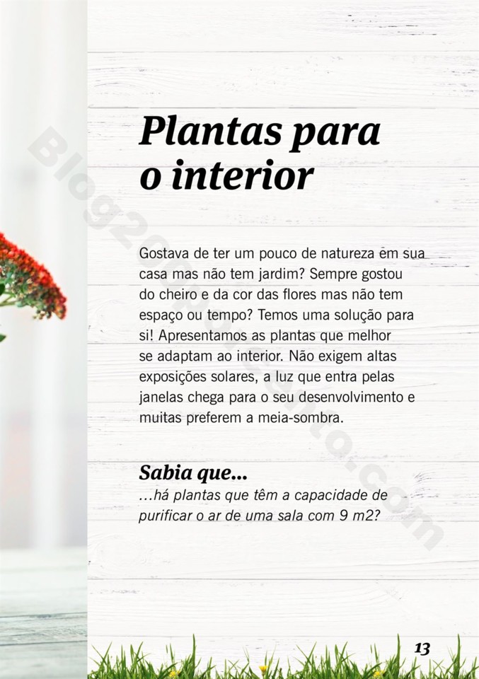 Mercado-de-Plantas-A-partir-de-04.04-01_012.jpg