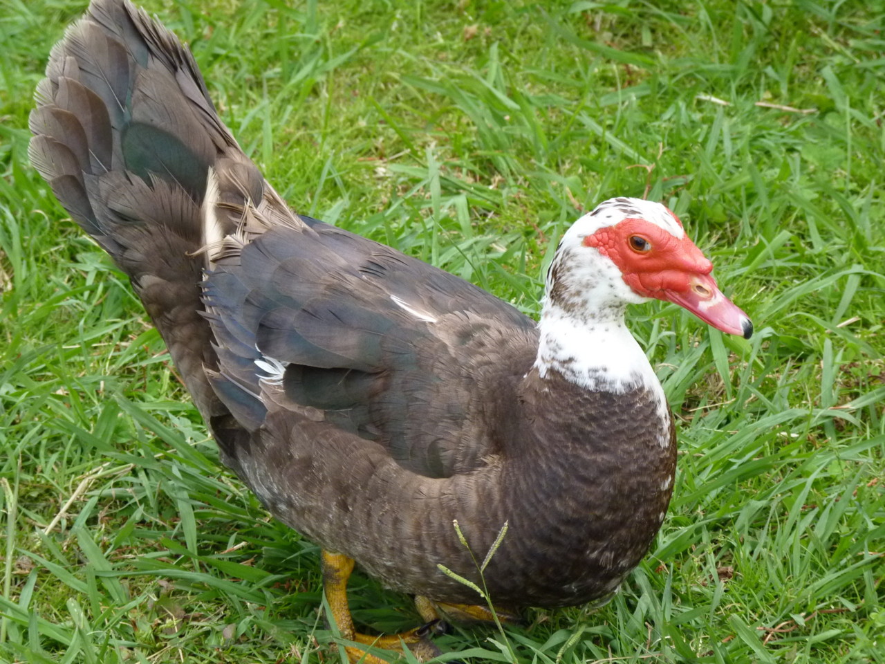 Ribeira do Moinho, Flores (8).JPG