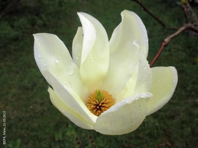 13256296_1031060526981846_4963425173220691665_n.jp