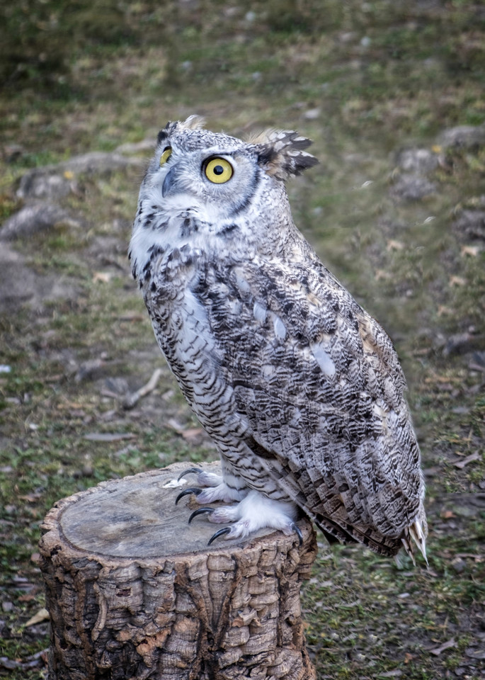 DSCF0539 copy - cópia.jpg