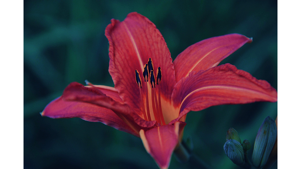 orquídea flor de lis