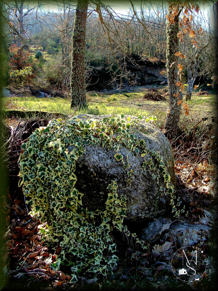 27Jan DSC09189_ms.JPG