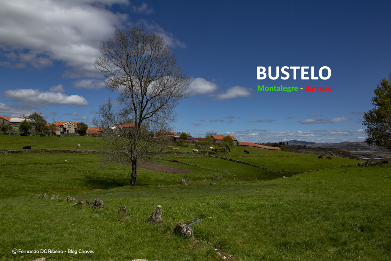 1600-bustelo (5)-video.jpg