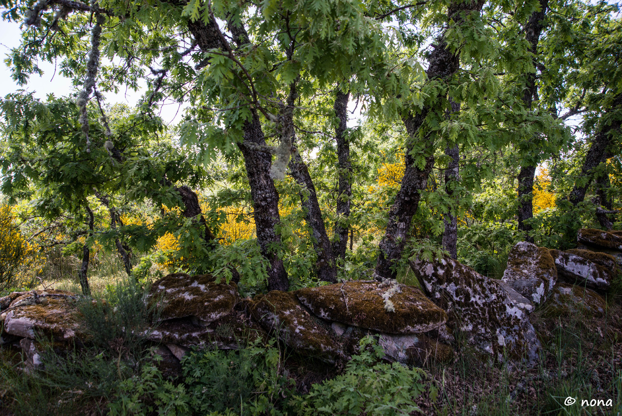 33.- Vagueando pela Montanha.jpg