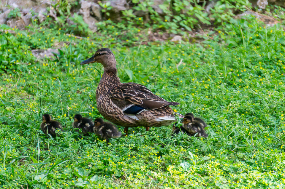 DSC02553.jpg DSC02553.jpg