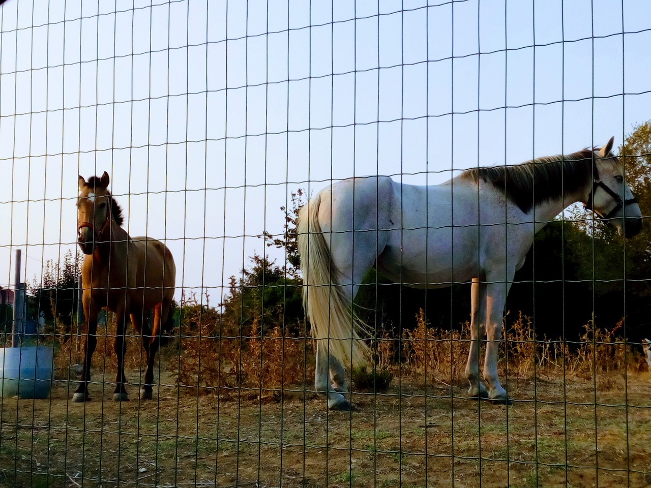 IMG_20170907_191535-EFFECTS.jpg IMG_20170907_191535-EFFECTS.jpg