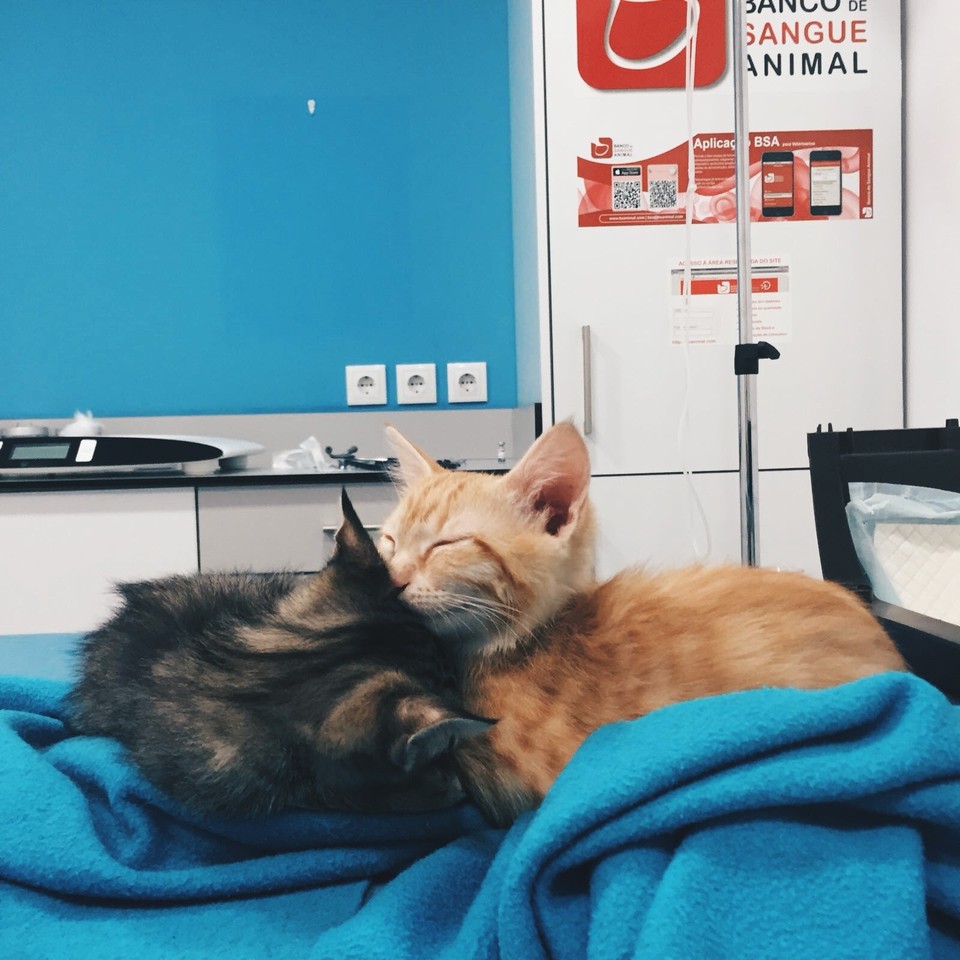 guinness-bb8-veterinario.jpg guinness-bb8-veterinario.jpg