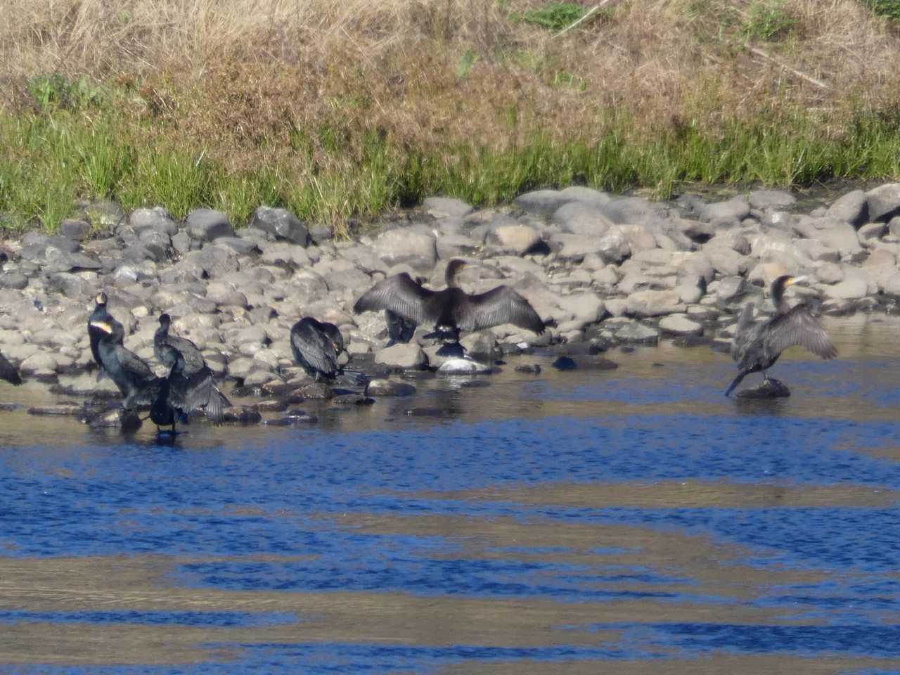 Portas de Ródão - corvos-marinhos na ilha das Vi