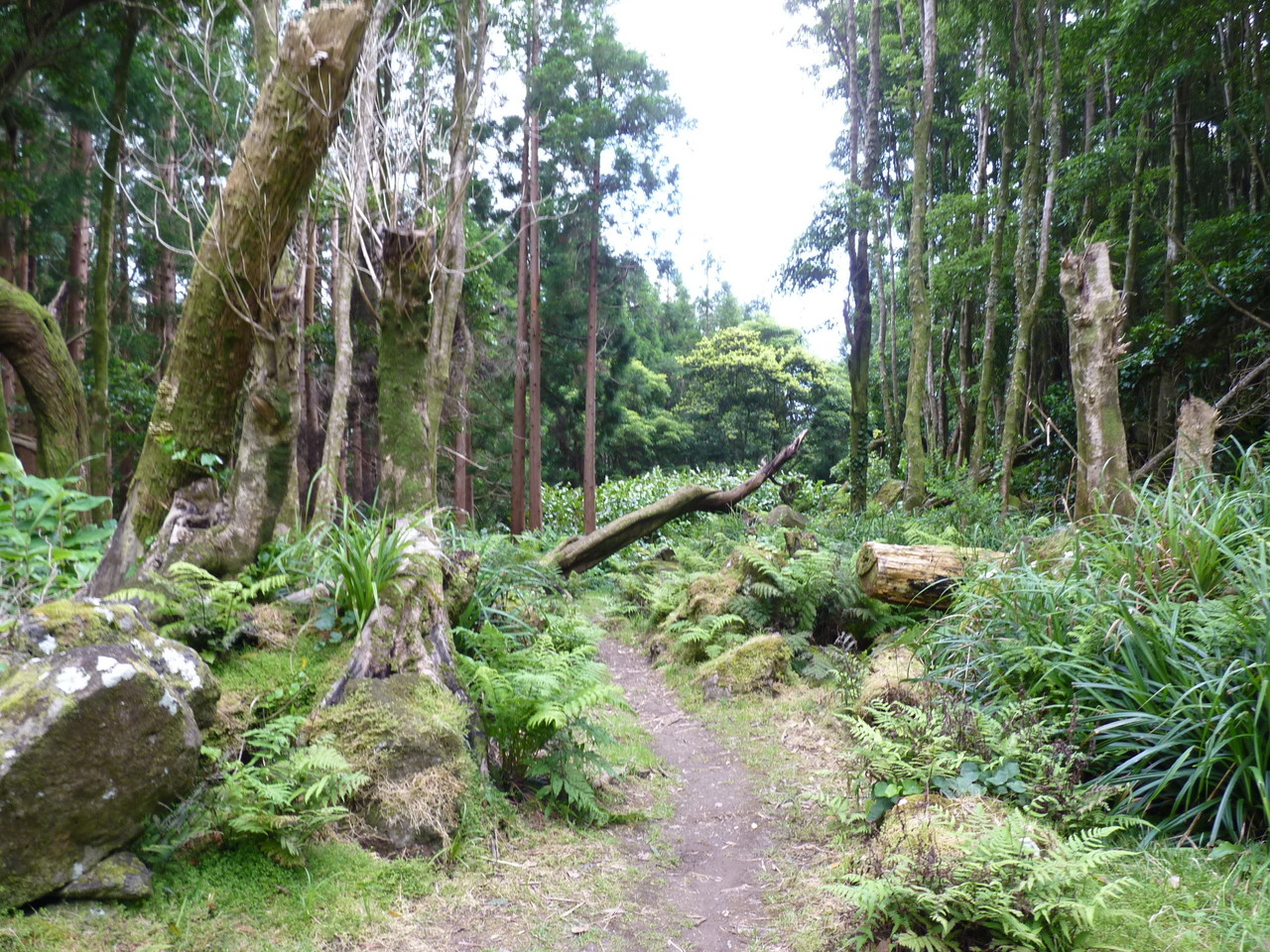 Percurso até ao Poço da Ribeira do Ferreiro - Il