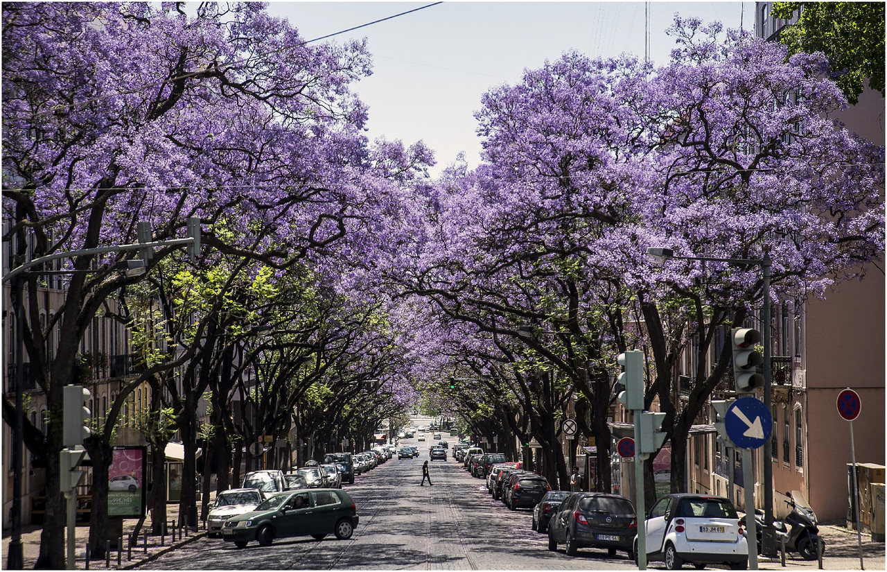 Av. D. Carlos I, foto de Ricardo Fernandez in flic