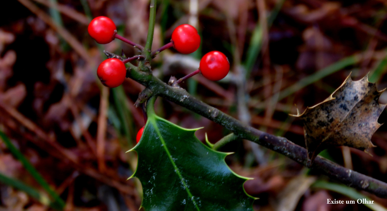 IMG_9199.JPG IMG_9199.JPG