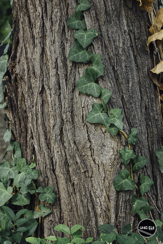 Tapada_da_Ajuda_Lisboa-001312.jpg Tapada_da_Ajuda_Lisboa-001312.jpg