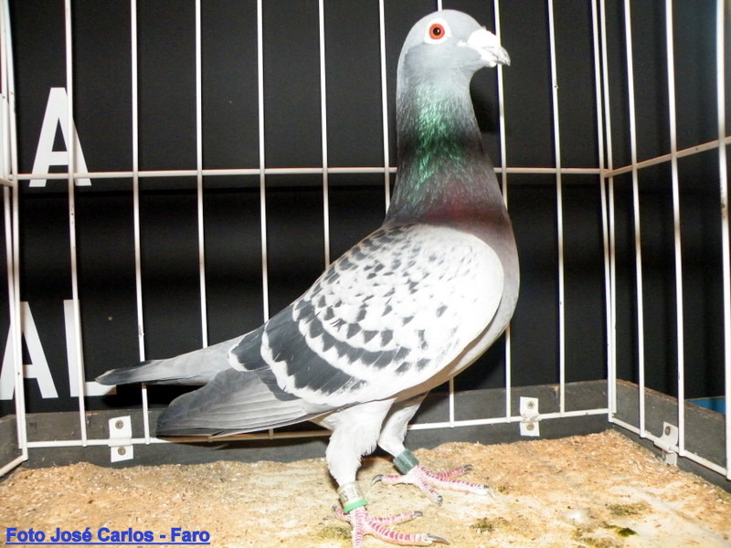 Feira Ibérica Beja 2018 055.JPG Feira Ibérica Beja 2018 055.JPG