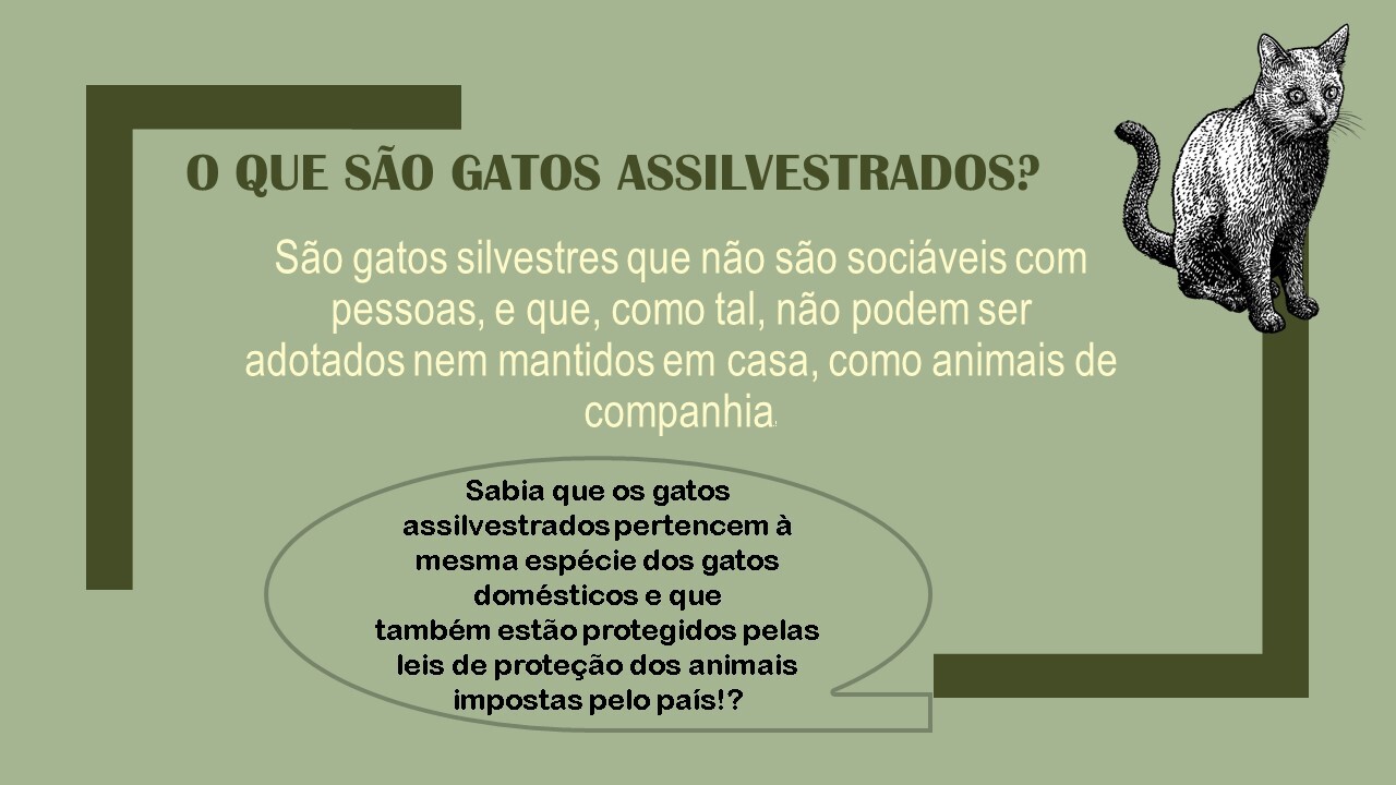 gatosassilvestrados12.jpg