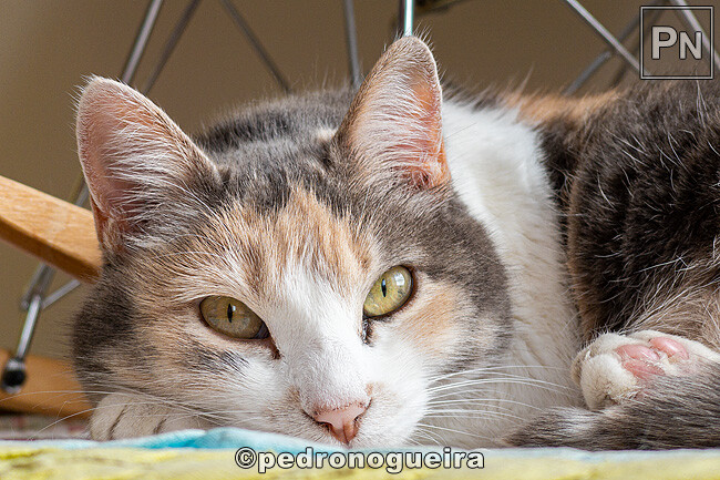 Jul_2022_047 650px.jpg