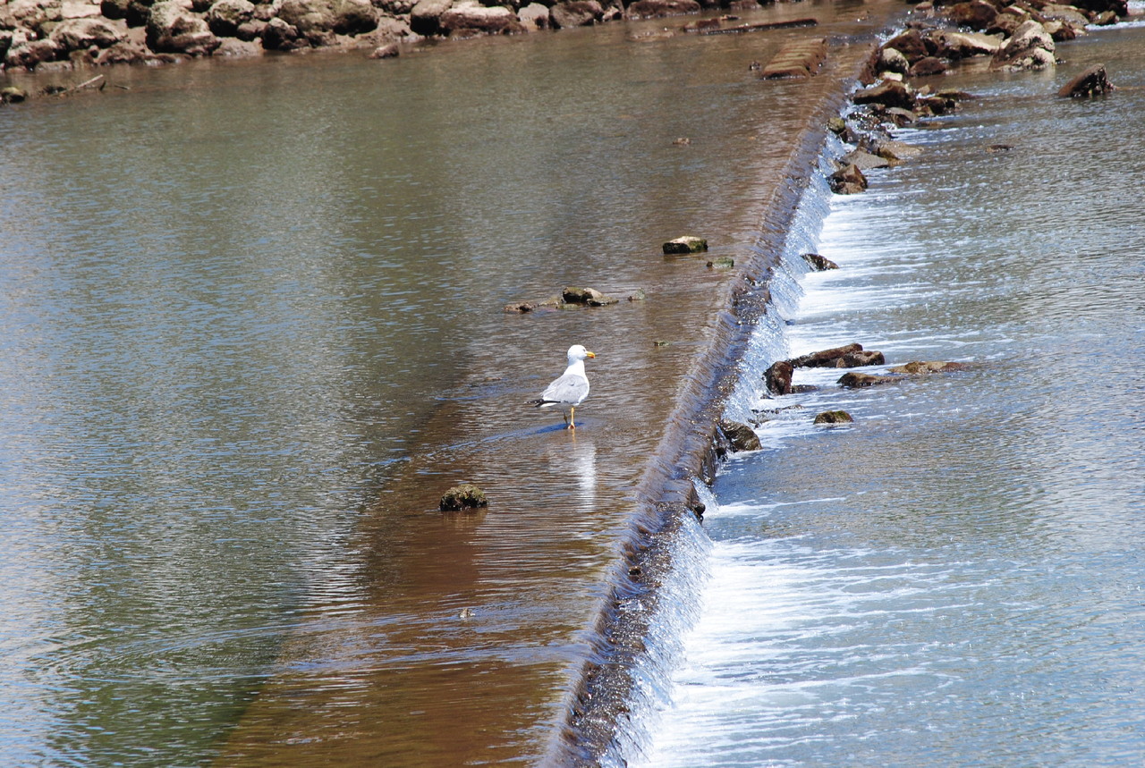 o passeio da gaivota