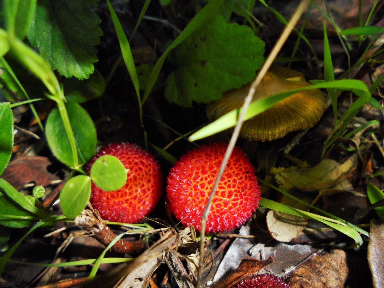 medronhos.JPG medronhos.JPG