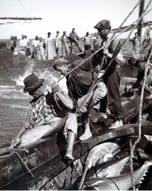 pesca do atum Tavira.jpg