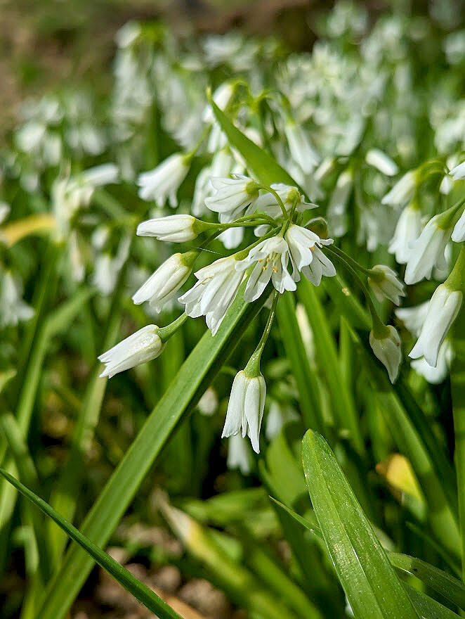 Flor no bosque da plaina03.jpg