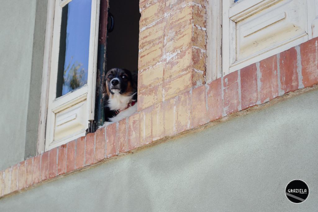 Luso_Bussaco-3986.jpg Luso_Bussaco-3986.jpg